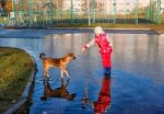 Girl Standing In A Pool Playing With The Dog Stock Photo