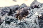 Galapagos Medium-ground Finch (geospiza Fortis)  In Santa Cruz, Stock Photo