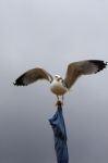 Open Wings Stock Photo