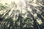 Vintage Style,pine Branches In The Sky, Closeup Of Photo Stock Photo