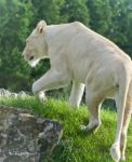 Beautiful Isolated Photo Of A White Lion Walking Stock Photo