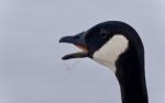 Photo Of A Scared Canada Goose Screaming Stock Photo