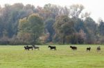 Donkeys Running Free Stock Photo