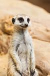 Meerkat Or Suricate, Suricata Suricatta Stock Photo