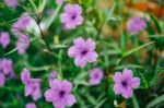 Wide Petunia Flower In The Garden Stock Photo