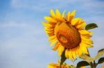 Sunflowers With Blue Sky Stock Photo