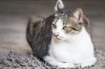 Male Cat Sitting On Carpet Stock Photo