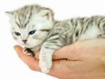 Hand Holding Young Black Silver Cat Stock Photo