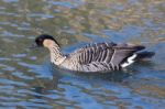 Hawaiian Goose (branta Sandvicensis) Stock Photo