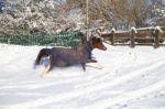 Pony Trotting In The Snow Stock Photo