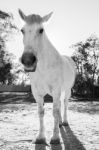 Horse In The Paddock Stock Photo