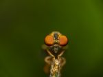 Robbery Fly Stock Photo