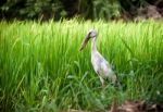 Heron Bird In Paddy Farm Stock Photo