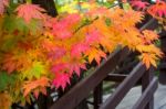 Maple In Autumn In Korea Stock Photo