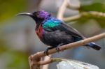 Splendid Sunbird (cinnyris Coccinigastrus) Stock Photo