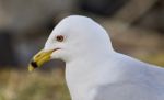 Beautiful Isolated Image Of A Thoughtful Gull Stock Photo