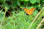 Peacock Pansy Butterfly Stock Photo