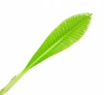 Frangipani Leaf Isolated On White Background Stock Photo