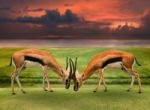 Two Male Thomson's Gazelle Fighting By Horn In Green Grass Field Stock Photo