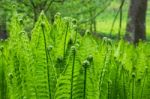 Ferns Stock Photo