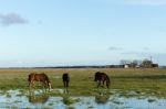 Horses Grazing On The Farm Stock Photo