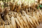 Dried Corn Stock Photo