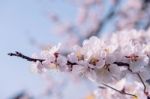 Cherry Blossom With Soft Focus, Sakura Season Background In Spring Stock Photo