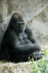 Gorilla Stock Photo