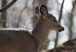 Beautiful Isolated Picture With A Wild Deer In The Forest Stock Photo