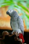 African Grey Parrot Stock Photo