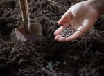 Conceptual Of Hand Plant And Sunflowers Seed In To Plantation So Stock Photo