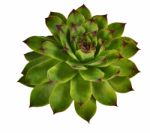 Sempervivum Stock Photo