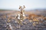 Cotton Field In Oakey Stock Photo