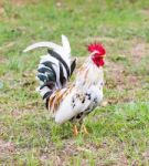 White Bantam Stock Photo