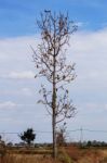 Tree With Dry Branches Stock Photo