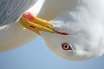 Seagull Head Stock Photo