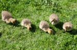 Canada Goose (branta Canadensis) Goslings On The Banks Of The Ri Stock Photo