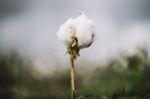 Cotton Field In The Countryside Stock Photo