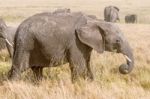 African Elephant In Serengeti National Park Stock Photo