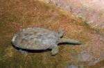 Turtle Swimming At The Bioparc Fuengirola Stock Photo