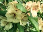 Rhododendron-flowers In The Park Stock Photo