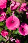 Rose Mallow Flowers Stock Photo