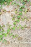 Green Creeper Plant On Wall Stock Photo