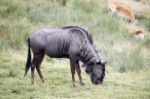 Blue Wildebeest Or Brindled Gnu (c. Taurinus) Stock Photo