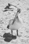 Pelican During The Day Stock Photo