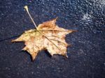 Fallen Leaf On The Wet Sidewalk Stock Photo