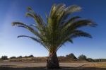 Date Palm Tree (phoenix Dactylifera) Stock Photo