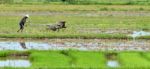 Thai Farmer Stock Photo