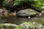 White-throated Dipper (cinclus Cinclus) Stock Photo