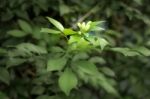 Orange Jessamine Flowers Stock Photo